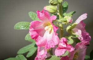 Stockrose 2025 (c) Pixabay Pixabay