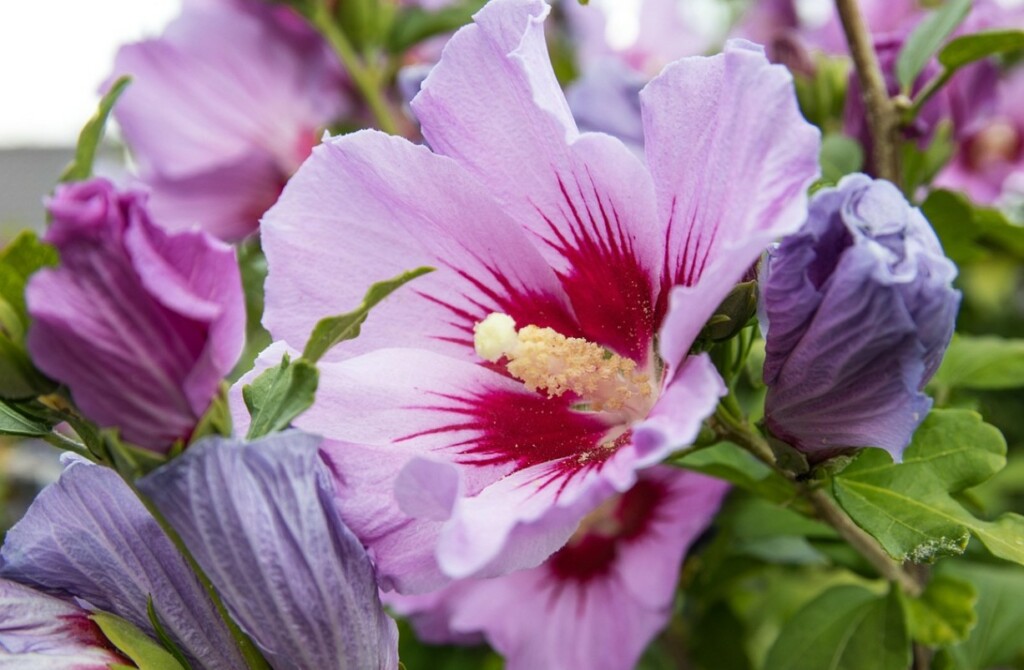 WOCHENEND-TIPPS | Was ist los in Klosterneuburg … – Stadtmarketing Klosterneuburg