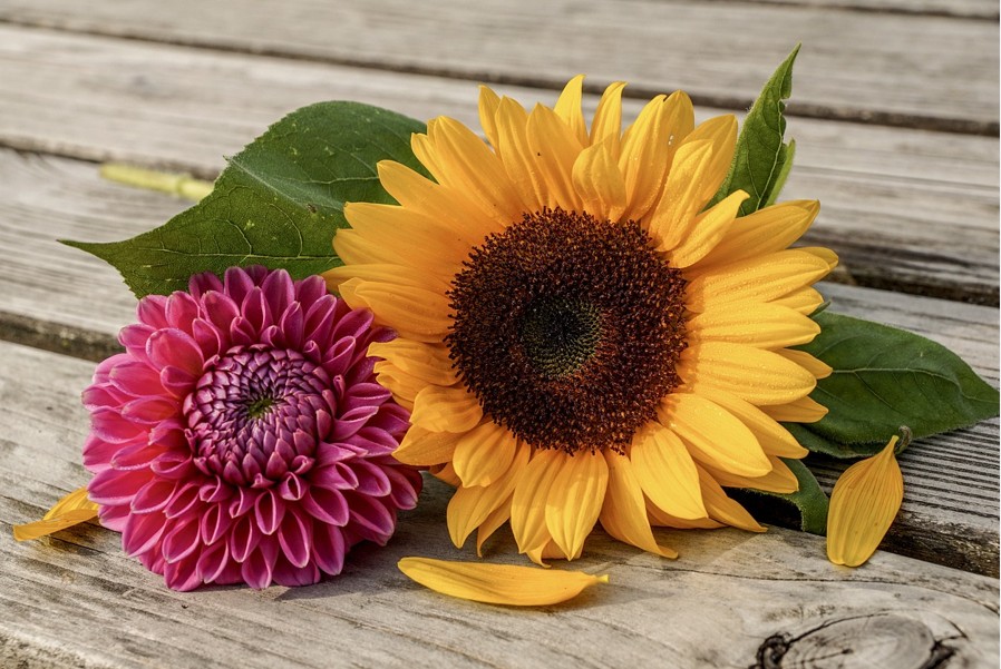 WOCHENEND-TIPPS | Was ist los in Klosterneuburg … – Stadtmarketing Klosterneuburg