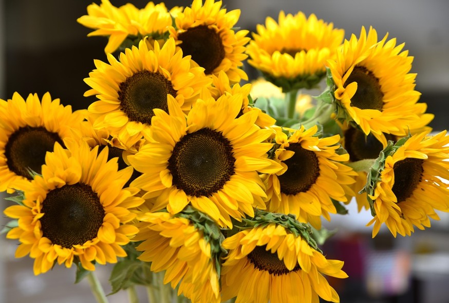 WOCHENEND-TIPPS | Was ist los in Klosterneuburg … – Stadtmarketing Klosterneuburg