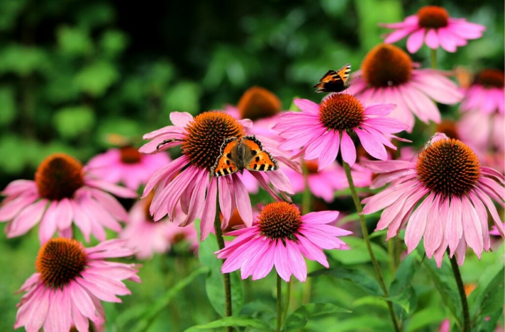 WOCHENEND-TIPPS | Was ist los in Klosterneuburg … – Stadtmarketing Klosterneuburg