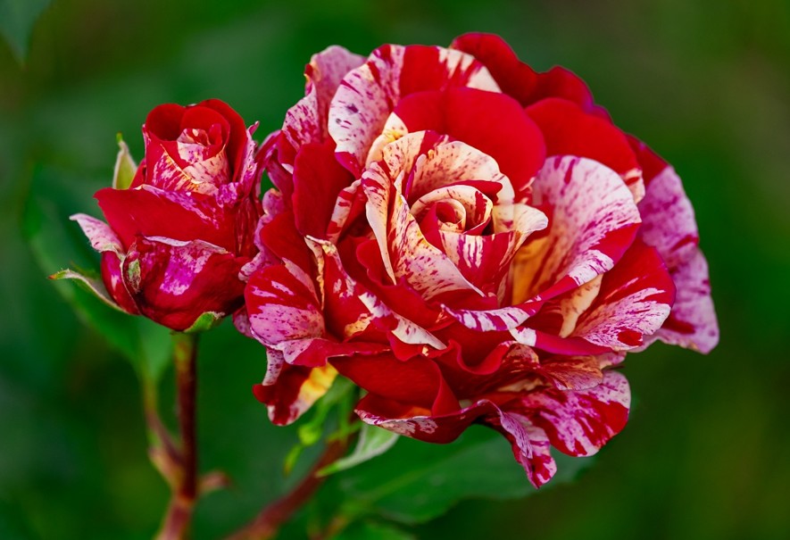 WOCHENEND-TIPPS | Was ist los in Klosterneuburg … – Stadtmarketing Klosterneuburg