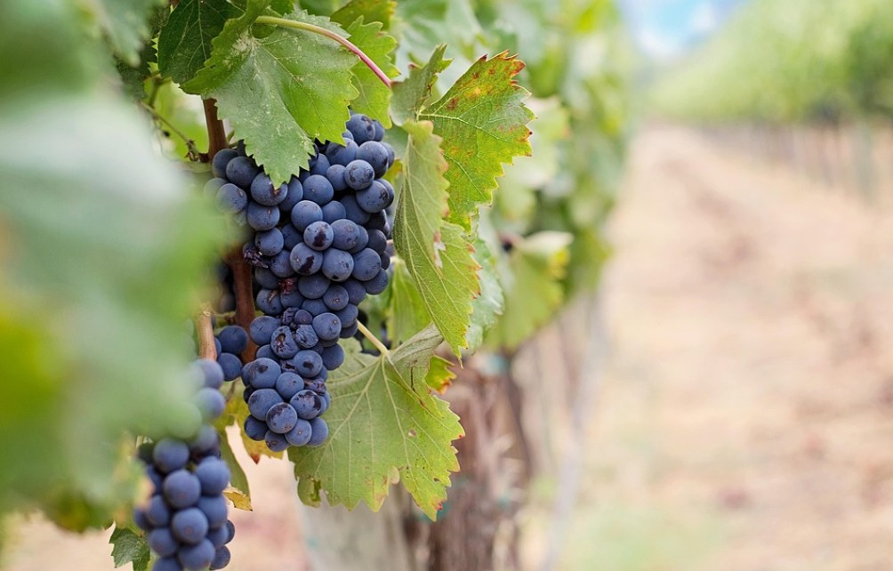 WOCHENEND-TIPPS | Was ist los in Klosterneuburg … – Stadtmarketing Klosterneuburg