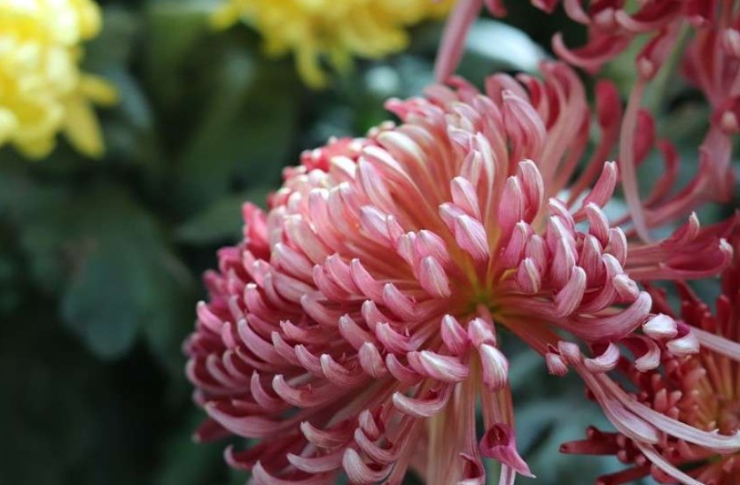 Chrysanthemen2025 c Pixabay – Stadtmarketing Klosterneuburg