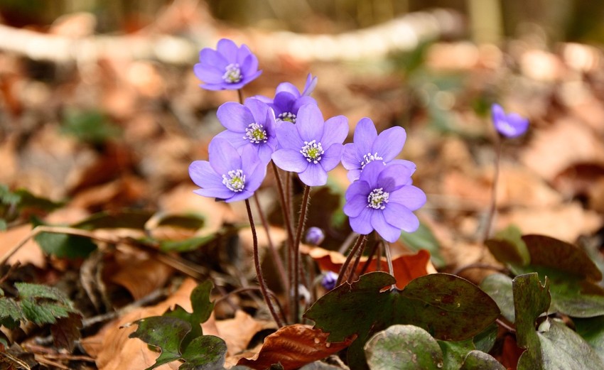 WOCHENEND-TIPPS | Was ist los in Klosterneuburg … – Stadtmarketing Klosterneuburg