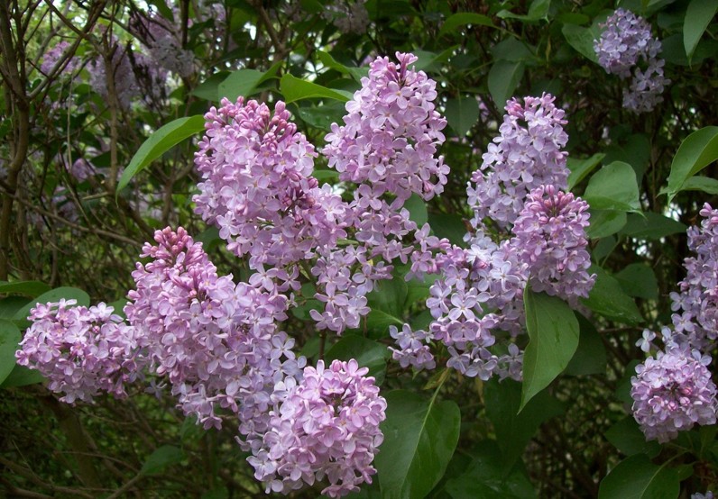 WOCHENEND-TIPPS | Was ist los in Klosterneuburg … – Stadtmarketing Klosterneuburg